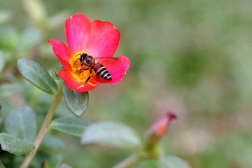 Honey Bee Pollinating in Garden