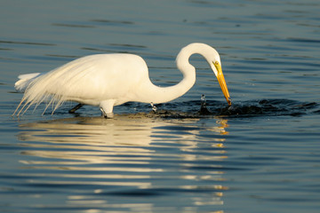 Great Egret in breeding plumage catches a fish, with beautiful reflections