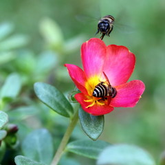 Honey Bee Flying Around Pollinating in Garden