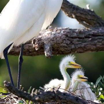 Great Egret mother stands guard over two chicks in the nest