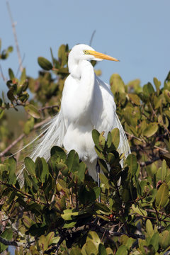 Great Egret in breeding plumage in a coastal Florida mangrove