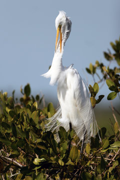 Great Egret preens in a coastal Florida mangrove