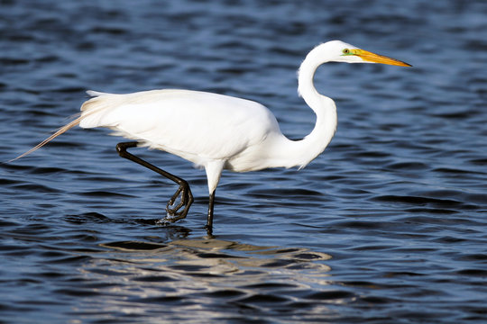 Great Egret in breeding plumage wades in blue water