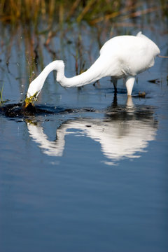 Great Egret plunges for a fish, with splashes and a beautiful reflection