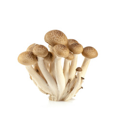 shimeji mushrooms brown varieties isolated over white background