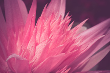 flowers with filter effect retro vintage style