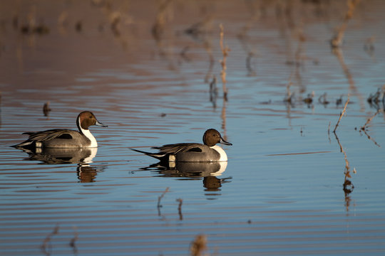 Northern Pintails in beautiful water at Bosque del Apache National Wildlife Refuge
