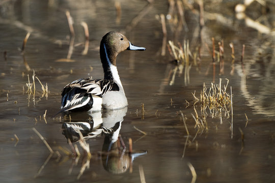 Northern Pintail drake with mirror-like full-body reflection