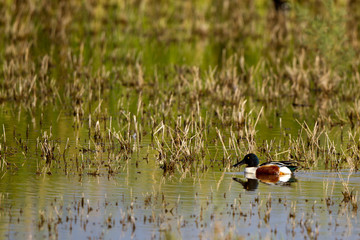 Northern Shoveler in a marsh on California's Salton Sea
