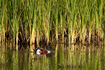 Northern Shoveler in a marsh on California's Salton Sea