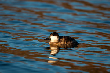 Ruddy Duck male in winter