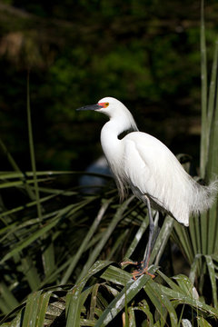 Snowy Egret male in breeding plumage, showing variation of rare pink lores and feet