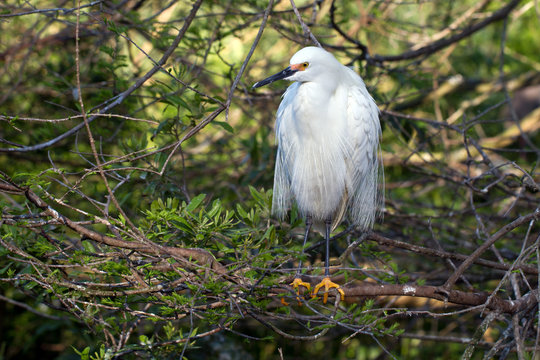 Snowy Egret male in breeding plumage with typical yellow lores and feet