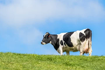 Cercles muraux Vache Pregnant Cow