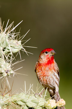 House Finch male in spring breeding plumage on a cholla cactus