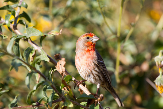 House Finch male poses in a California shrub