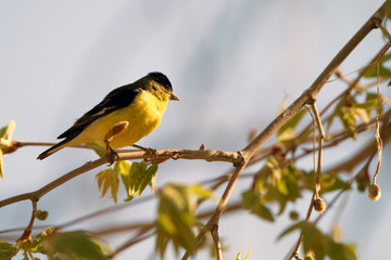 Lesser Goldfinch male in spring breeding plumage
