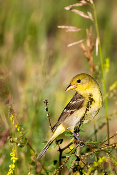 Lesser Goldfinch female amid yellow flowers in spring