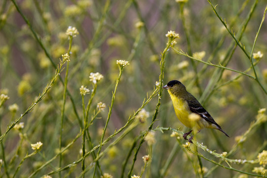 Male Lesser Goldfinch in spring breeding plumage, surrounded by yellow flowers