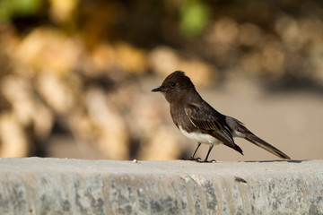 Black Phoebe in southern California