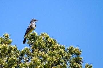 Cassin's Kingbird on a pinyon pine in New Mexico