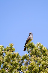 Cassin's Kingbird on a pinyon pine in New Mexico