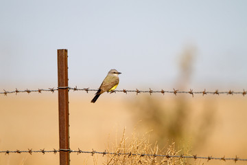 Cassin's Kingbird on a barbed-wire fence in the Texas Panhandle