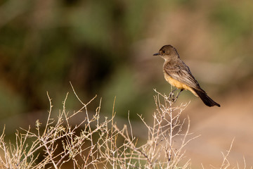 Say's Phoebe on a ranch in the Texas Panhandle