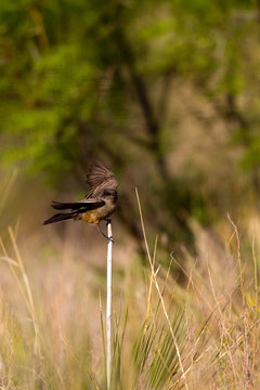 Say's Phoebe on a ranch in the Texas Panhandle