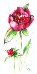 vinous peony on a white background/ watercolor painting