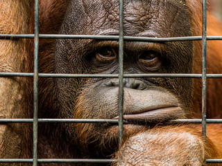 Bored orangutan in jail