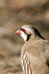Chukar in Kodachrome State Park in Utah