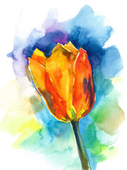 watercolor sketch of red tulips on a blue background
