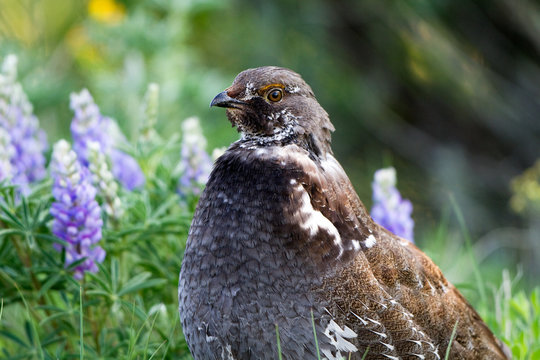 Blue Grouse in Black Canyon of the Gunnison National Park in Colorado