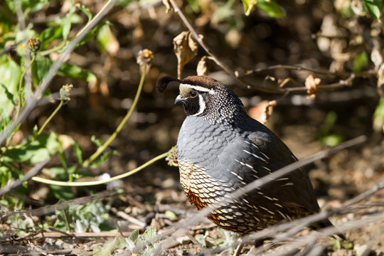 California Quail male in breeding plumage