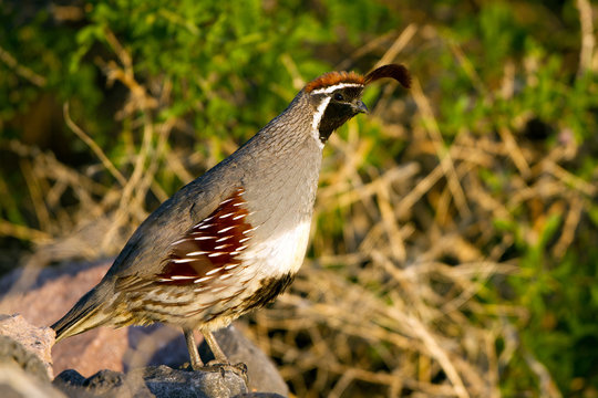 Male Gambel's Quail in breeding plumage in the Sonoran Desert  in Arizona