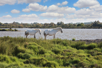 Fototapeta premium Pair of white horses grazing in Rhone Delta, Provence