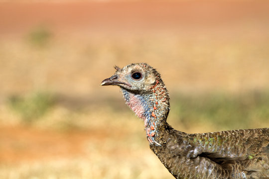 Female Wild Turkey in Palo Duro Canyon State Park in Texas