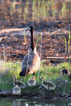 Canada Goose adult and chicks