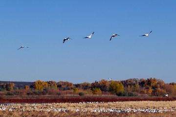 Snow Geese fly over Bosque del Apache National Wildlife Refuge