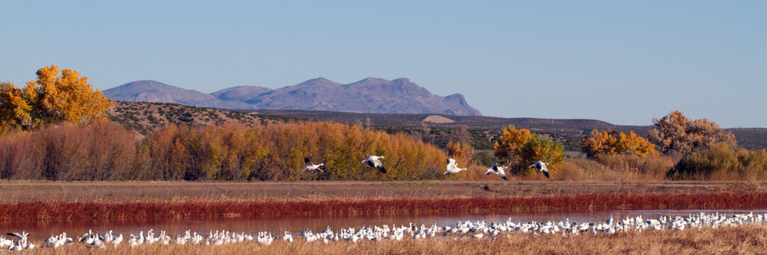 Snow Geese fly over Bosque del Apache National Wildlife Refuge