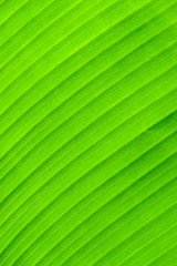 Banana leaf background with lines