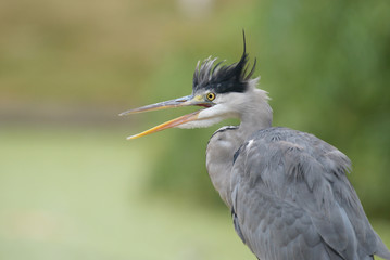 Grey Heron - Portrait