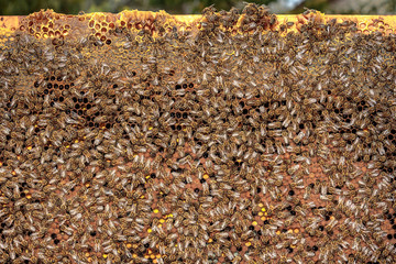 Healthy honey bee frame covered with bees, capped larvae cells a