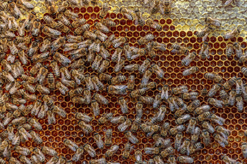 Close up of a healthy honey bee frame covered with bees and capp