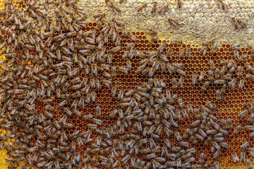 Close up of a healthy honey bee frame covered with bees and capp
