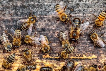 Honey bee drone trying to enter the hive on a landing board - obrazy, fototapety, plakaty