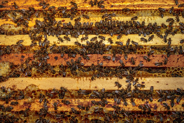 The top of a opened hive showing the frames populated by honey b
