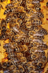 Close up of a opened hive body showing the frames populated by h