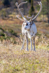 Reindeer male with big horns